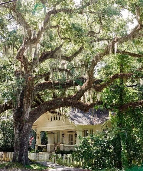 Steel Magnolias Play, New Orleans Style Homes, Covington Louisiana, Southern Mansions, Style South Park, Small Town Life, Southern Gothic, Spanish Moss, Low Country