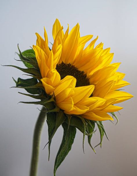 Kulbir · Photography Sunflower Reference, Sunflower Photography, Painting Reference, Sunflower Photo, Blossom Garden, Helianthus Annuus, Neutral Background, Close Up Photography, Yellow Sunflower