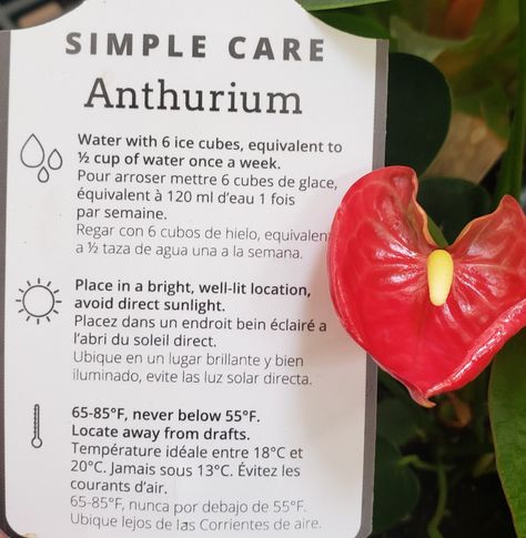 How To Care For Anthurium Plant, Anthirrinum Plant, Anthurium Plant Care, Anthurium Andraeanum, Indore Plants, Anthurium Care, Anthurium Plant, Plant Tips, Herbal Plants