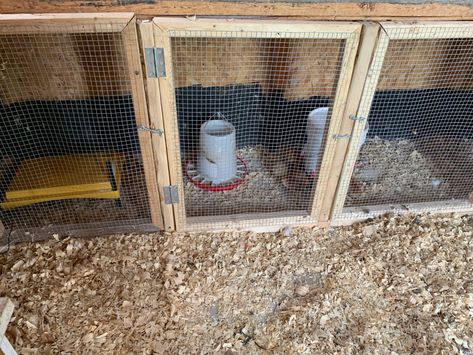 Brooder In Chicken Coop, Chicken Coop With Built In Brooder, In Coop Brooder, Chicken Coop Brooder, Chick Brooder Inside Coop, Outdoor Chicken Brooder, Coop With Brooder, Chicken Coop Brooder Ideas, Chicken Coop With Brooder