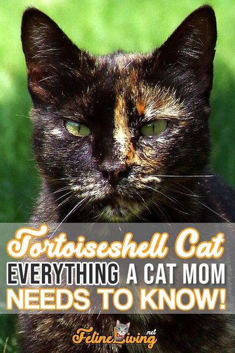 Tortoiseshell Cat Names, Tortoiseshell Cat Personality, Torbie Cat, Cat Tortoiseshell, Tortie Cat, Litter Robot, Tortoiseshell Cat, Tortoise Cat, Cat Personalities