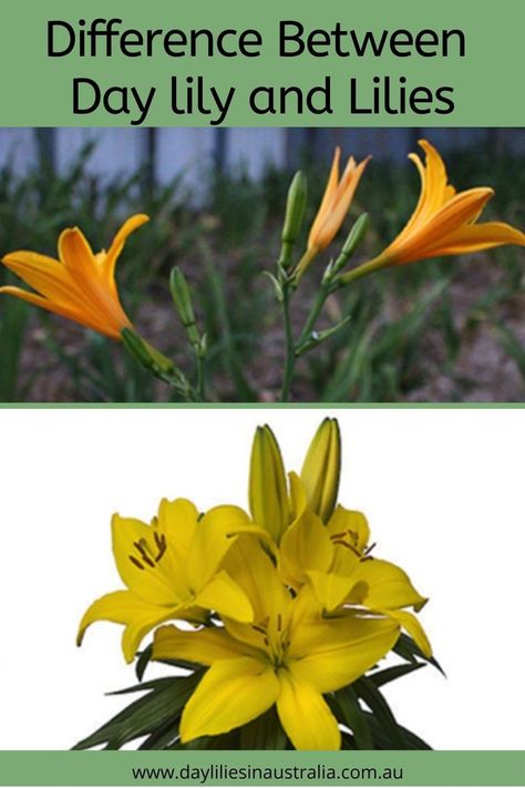 What's the Difference Between Day Lilies and Lilies? Find out what you need to know about day lilies and lilies. Day Lilly, Lilies Meaning, What Do Lilies Represent, Different Types Of Lily Flowers, Lilly Flower Drawing, Lily Varieties, Different Types Of Lilies, Lilly Plants, Types Of Lilies