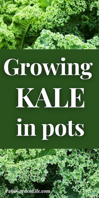 Planting Kale In Containers, Growing Kale In Containers, Harvesting Kale, Fall Gardens, Kale Plant, Growing Kale, Potato Gardening, Types Of Cabbage, Cabbage Worms