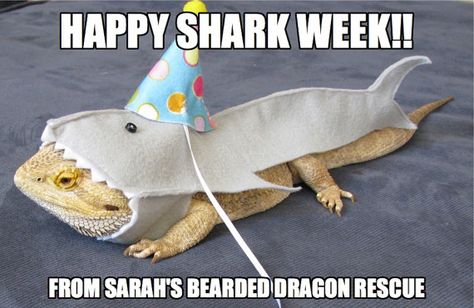 Dragon Clothes, Bearded Dragon Clothes, Shark Costume, Bearded Dragon, Handmade Felt, Felt, Pet, Birthday, Clothes