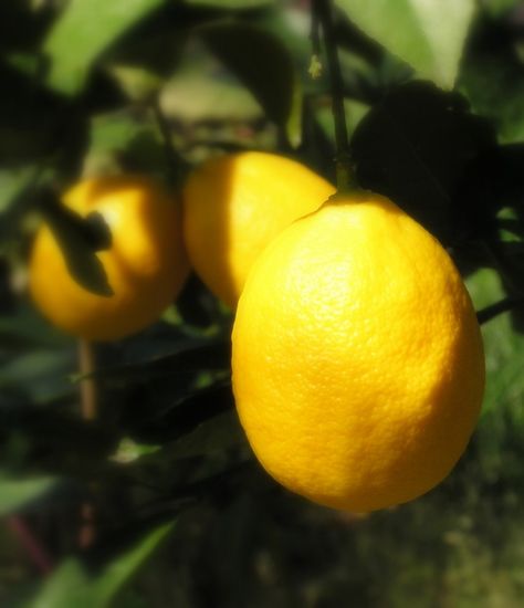 5 Unique Uses for Lemons Lemon Tree Care, Meyer Lemon Tree Care, Avocado Tree Care, Indoor Fruit Trees, Mango Vodka, Growing Citrus, Lemon Seasoning, Meyer Lemon Tree, Growing Fruit Trees