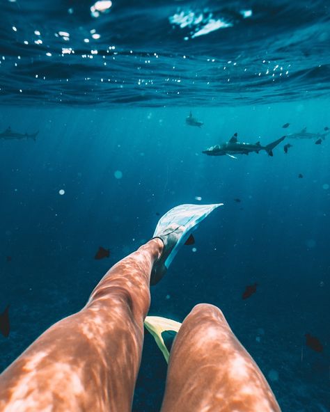 Swimming with sharks 🙌🏽 . #SALTYMEMORIES18 - I was sooo scared to do this, this was my first ever experience swimming in open water with sharks! . We arrived via a little boat (just Chesh & I) & we were told to jump in & have fun! Chesh was immediately in the water... so naturally I entered straight away (pretty freaked out). Within moments we were being circled by at least 50 sharks & to my surprise I was no longer scared, but completely in awe. I stayed in the water until the sharks disappea Snorkeling Pictures, Swimming With Sharks, Shark Diving, Travel Moments, Marine Biologist, Ocean Pictures, Marine Biology, Marine Animals, Underwater Photography