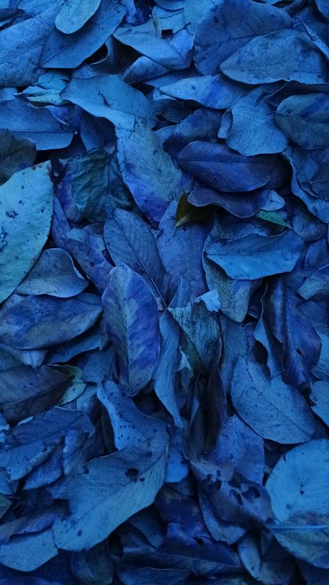 Find beauty in the subtle shades of blue. #blueleaves #indigo #texture #moody Blue Leaves, Find Beauty, Shades Of Blue, Shades, Texture, Blue, Beauty, Pins