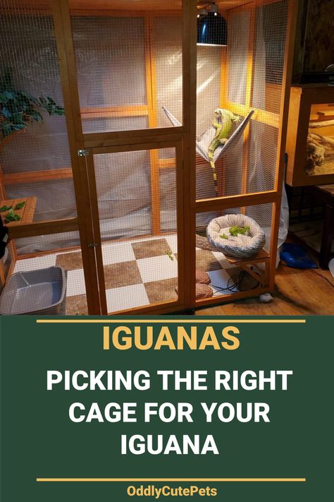 Iguana Room Ideas, Iguana Habitat Diy, Lizard Cage Ideas Reptile Enclosure, Iguana Cage Diy, Diy Iguana Enclosure Indoor, Iguana Terrarium Ideas, Green Iguana Enclosure, Tegu Enclosure Diy, Iguana Enclosure Ideas