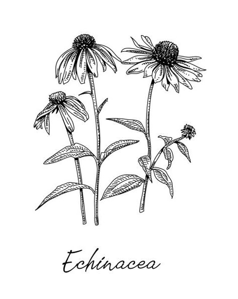 Flower Sketch Pencil, Wildflower Drawing, Flower Line Drawings, Vintage Illustration Art, Plant Tattoo, Bff Tattoos, Raven Art, Hand Drawing Reference, Plant Drawing