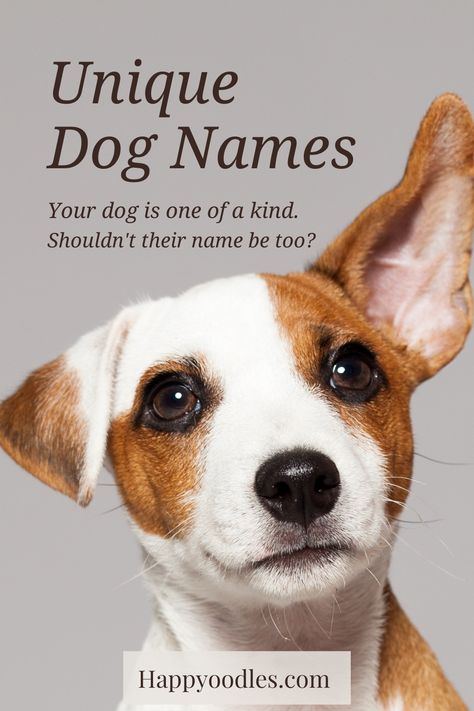 Finding the perfect name for your new dog can be a challenge. We know you want to pick a name for your puppy that is unique to them. You want a name that is easy to understand and one that fits your pup’s personality. To help you, we have gathered a list of over 300 unique dog names to choose from, plus tips on how to decide on the perfect name. (#Uniquedognames, #dognames, #newpuppynames, #naturedognames, #sciencedognames, #puppynames, #Uncommondognames, #Unusualdognames) Make Dog Names, Female Dog Names Unique List, Fun Dog Names, Food Names For Dogs, Different Dog Names, Unusual Dog Names, Rare Dog Names, Creative Dog Names, Puppy Names Unique