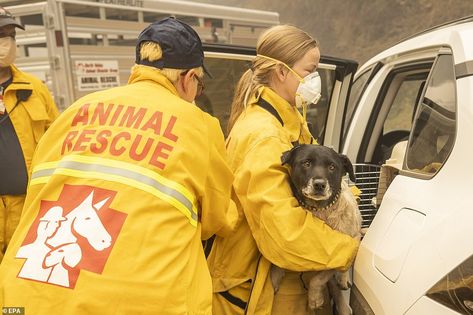 Animal Volunteering, Animal Volunteer, Worker Aesthetic, Stray Animals, Vet Assistant, Dream Jobs, Healthy Activities, Care Worker, Kitten Rescue