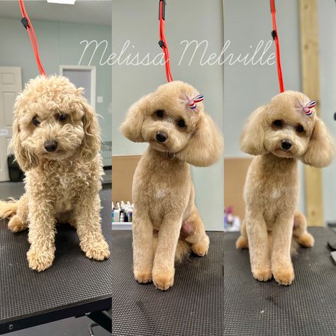 Poddle Mini Haircut, Poodle Haircuts Miniature, Poodle Clean Face, Dog Haircuts Poodle, Toy Poodle Short Haircut, Mini Doodle Haircut, Miniature Poodle Haircut Styles Teddy Bears, Short Toy Poodle Haircut, Toy Poodle Haircut Styles Teddy Bears