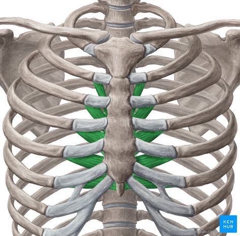 Transversus thoracis: Origin, insertion, function | Kenhub Flail Chest, Xiphoid Process, Thoracic Cage, Thoracic Cavity, Transversus Abdominis, Subclavian Artery, Thoracic Vertebrae, Spinal Nerve, Muscle Anatomy