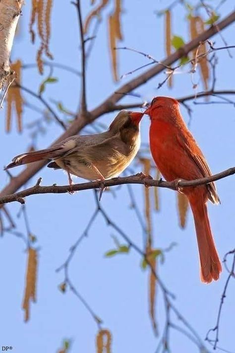 Birds Kissing, Two Cardinals, Wild Photography, Cat City, Being Present, Cardinal Bird, Kinds Of Birds, Cardinal Birds, The Kiss