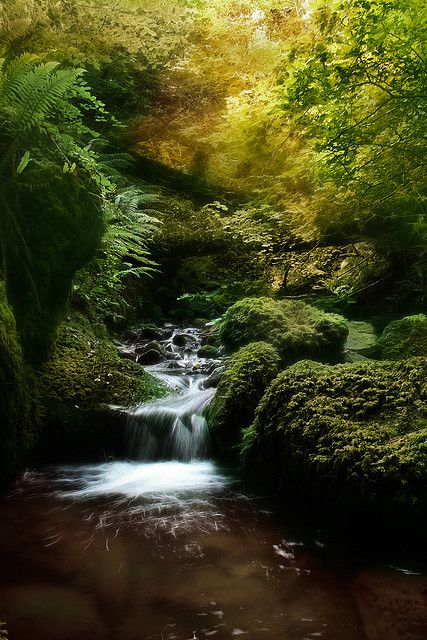 Fern Valley by RobMcA Photography Outdoorsy Style, Nature Valley, Nature Garden, Nature Images, Planet Earth, 404 Error, Family Vacation, Fern, My Images