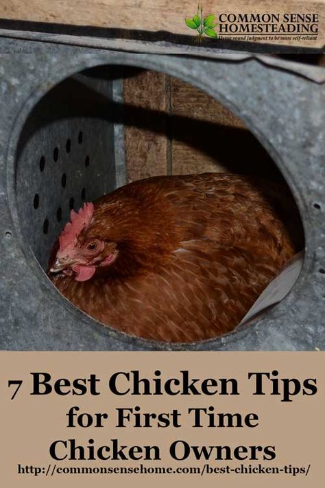 Get your flock started with the best chicken tips - How to buy chickens, "must have" items for your coop and run, chicken feeding and watering. Chicken Tips, Coop And Run, Cheap Chicken Coops, Chicken Barn, Portable Chicken Coop, Chicken Owner, Chicken Life, Best Chicken Coop, Raising Backyard Chickens