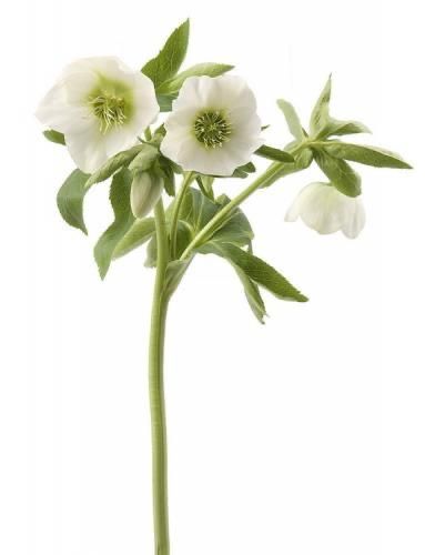 White Hellebore, Mug Noel, Easter Green, Spring Awakening, Christmas Rose, Green Spring, Single Flower, Spring Green, Spring Colors