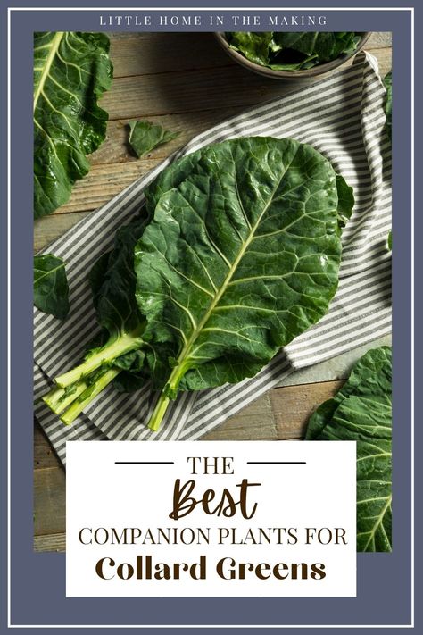 If you're looking for a companion planting guide for your favorite vegetables, look no further! These companion plants for collards will help you grow the best collard greens possible! Companion planting is one of the BEST gardening ideas and is great for the beginner vegetable gardener. Get better yields, fewer pests, and abundant growth with this easy vegetable gardening method. Collard Green Companion Plants, Planting Collard Greens, Growing Collard Greens, Collar Greens, Collard Plant, Companion Planting Guide, Best Companion Plants, Collard Green, Companion Gardening