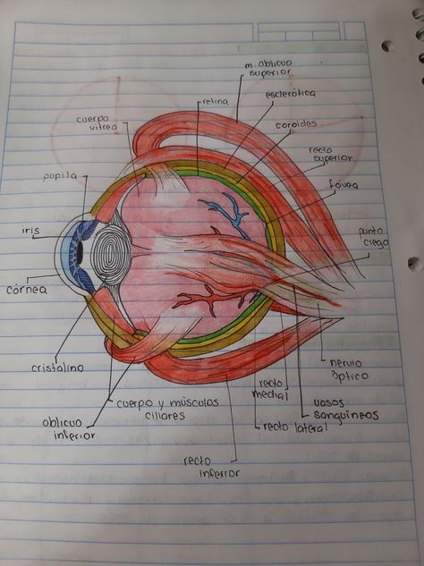 Hand Made Poster, Anatomy Diagrams, Biology Drawing, Igcse Biology, Neet Notes, Science Diagrams, Poster Science, Biology Projects, Eye Anatomy