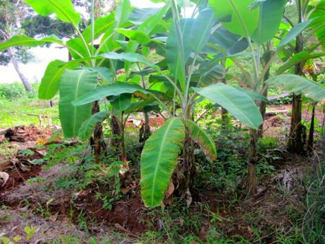 Banana Circle, Tropical Permaculture, Gardening At Home, Food Forest Garden, Permaculture Garden, Productive Garden, Urban Garden Design, Tropical Garden Design, Backyard Vegetable Gardens