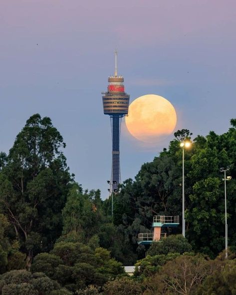 Sydney Tower Eye, Sydney Tower, Observation Tower, Harbour Bridge, The Opera, The Tower, Stunning View, Cn Tower, Full Moon