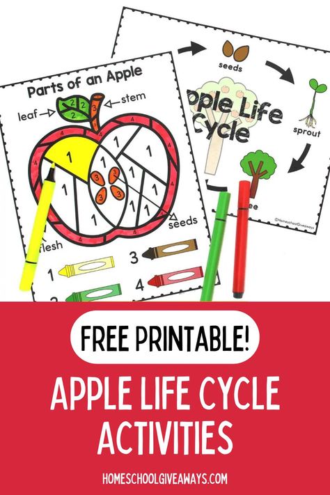 Grab these free printables all about apples! Perfect for fall, learn all about the apple life cycle and parts of an apple. Preschool and elementary aged science and hands on activities. Apple Inquiry For Kindergarten, Apple Cycle Preschool, Apple Unit Study Free Printables, Life Cycle Of An Apple Printable Free, Apple Cycle, Lifecycle Of An Apple Preschool, Apple Science Kindergarten, Apple Learning Activities, Apple Tree Life Cycle Printable Free