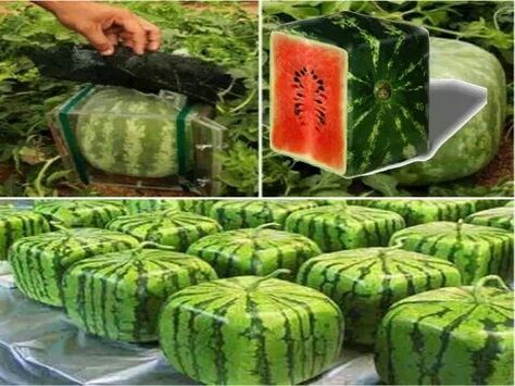 Japanese farmers grow watermelons in a transparent glass box and they grow naturally in a cube shape. Urban Greenhouse, Square Watermelon, How To Grow Watermelon, Gardening Products, Vertical Vegetable Gardens, Vegetable Garden Tips, Bucket Gardening, Veggie Patch, Watermelon Seeds