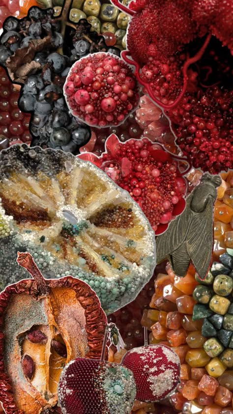 Natural Forms Reference, Natural Decay Art, Natural Forms Mood Board, Natural Forms Art Alevel, Decay Art Gcse, Natural Forms Mood Board Gcse, Mould Photography, Rotting Fruit Art, Decaying Food Art