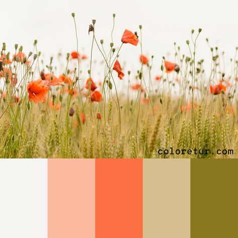 Wildflower Color Scheme, Wild Flower Decor, Meadow Color Palette, Wild Flower Color Palette, Wild Flower Wedding Theme Color Schemes, Vip Aesthetic, Hungary Wedding, Poppy Color Palette, Meadow Aesthetic