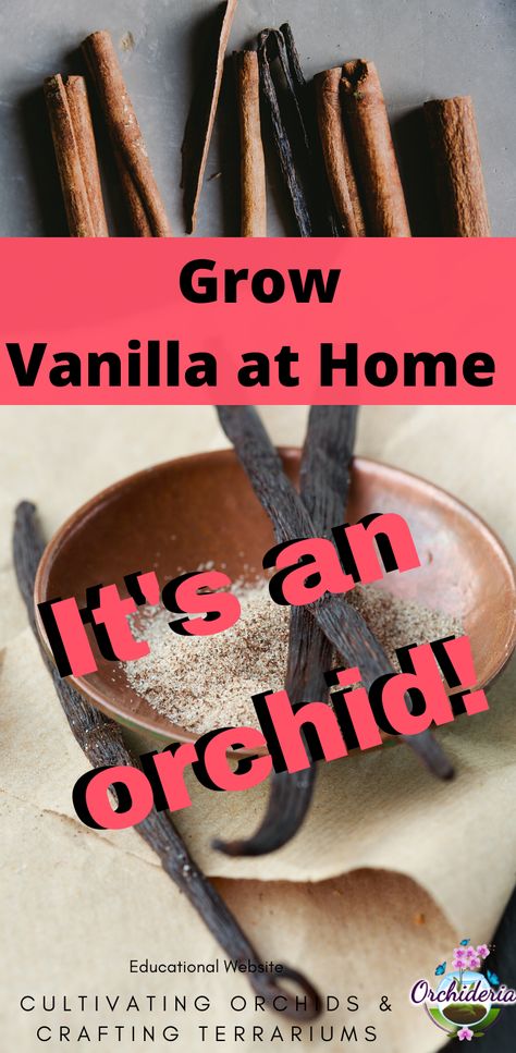 Grow Vanilla, Grow Vanilla Beans, Phalaenopsis Orchid Care, Vanilla Planifolia, Indoor Orchids, Vanilla Plant, Orchid Planters, The Aztecs, Homemade Vanilla Extract