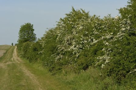 Planting a hedgerow for wildlife | Suffolk Wildlife Trust Native Plant Landscape, Small Mammals, Wildlife Habitat, Tall Trees, Rural Landscape, Nature Garden, Reptiles And Amphibians, Green Space, Trees And Shrubs