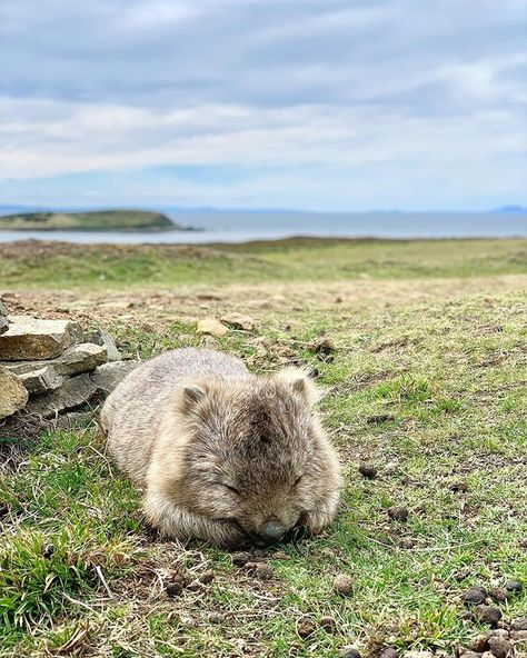 Quokka Animal, Cute Wombat, Baby Wombat, Koala Nursery, Sleepy Animals, Baby Koala, Cute Animals Images, Australian Animals, Cairns