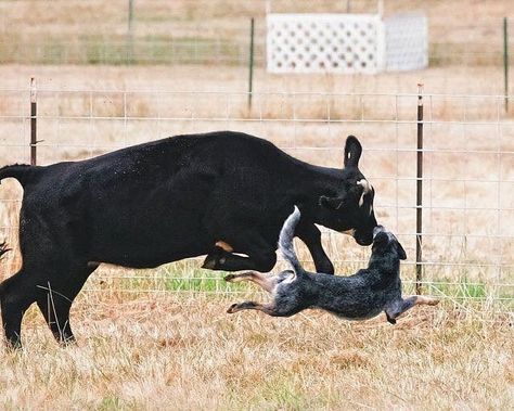 Aussie Cattle Dog, Dog Flying, Austrailian Cattle Dog, Cattle Dogs Rule, Blue Heeler Dogs, Australian Cattle Dogs, Farm Dogs, Australian Cattle Dog Blue Heeler, Herding Dogs