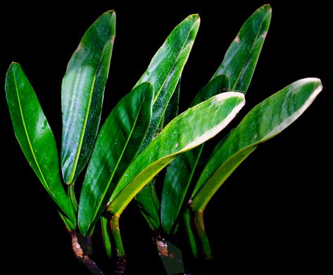 Philodendron Callosum, Philodendron Corsinianum, Imperial Green Philodendron, Philodendron Cordatum, Philodendron Erubescens, Philodendron Luxurians, Insect Species, Orchid Bark, Live Tree