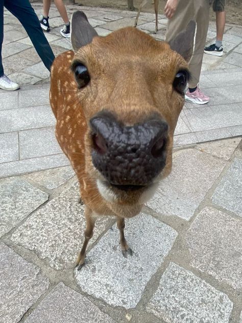 0.5 Animal Pictures, Cute Heart Aesthetic, Nara Deer, Asia Aesthetic, Heart Aesthetic, Deer Doe, Deer Pictures, Cute Deer, Animal Cute