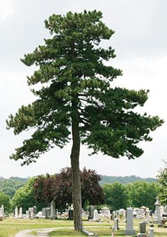 Austrian pine (Not recommended) | The Morton Arboretum Austrian Pine Tree, Candy Cane Sorrel, Austrian Pine, Morton Arboretum, City Scapes, Tree Seeds, Evergreen Trees, House Landscape, New Caledonia