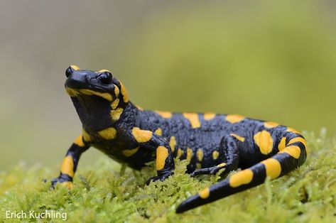 Fire Salamander, Tiger Salamander, Amazing Frog, Good Buddy, Creature Feature, Reptiles And Amphibians, Lizards, Newt, Animals Of The World