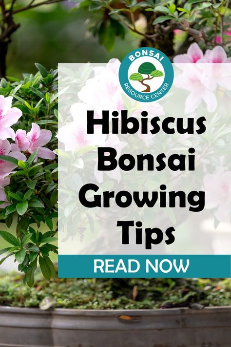 Hibiscus Bonsai, Flowering Bonsai, Bonsai Tree Care, Outdoors Indoors, Plant Growing, Inside Plants, Growing Tips, Plants Indoor, Bonsai Plants