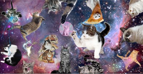 Silly Cat Wallpaper Pc, Cat Wallpaper Laptop Desktop Wallpapers, Cat Background Desktop, Cat Desktop Wallpaper Hd 1080p, Cat Macbook Wallpaper, Cat Pc Wallpaper, Cat Wallpaper Laptop, Cat Desktop Wallpaper, Trippy Cat