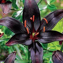 Part Shade Flowers, Day Lilly, Lily Seeds, Fantastic Flowers, Summer Bulbs, Day Lily, Black Day, Plant Wishlist, Summer Flowering Bulbs