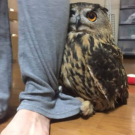 Owl Hides Behind Its Owner Whenever There Is A Visitor In The House Eurasian Eagle Owl, Owl Photos, Owl Pictures, Beautiful Owl, Cute Owl, Cute Birds, Cute Creatures, 귀여운 동물, Cute Funny Animals