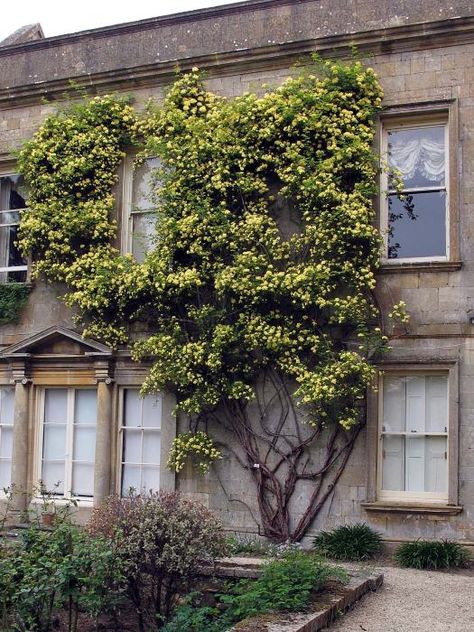 Yellow Lady Banks’ Rose (Rosa banksiae ‘Lutea’) – Susan Rushton Rosa Banksiae, Lady Banks Rose, Flower Lady, Rose Trellis, Growing Roses, Climbing Roses, Tree Hugger, English Roses, Your Lips