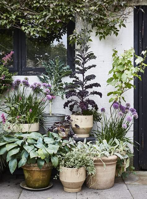 Lake Garden, Small Courtyard Gardens, Courtyard Gardens, Garden Inspo, Have Inspiration, Garden Containers, Backyard Garden Design, Small Garden Design, Container Garden