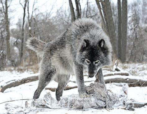 Supernatural Eyes, Wolf World, Wolf Hybrid, Wolf Character, Wild Dog, Wolf Photos, Timber Wolf, Wolf Love, Canine Art