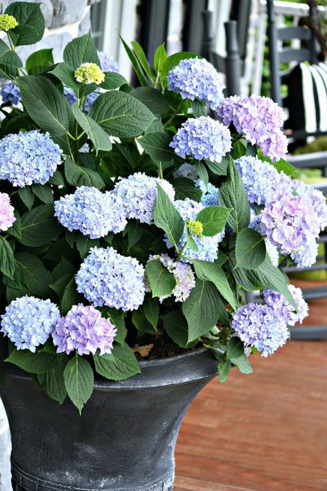 HOW TO PLANT HYDRANGEAS IN POTS, URNS, AND PLANTERS. An easy guide to plant these beautiful moppy blooms. #stonegableblog #hydrangeas #cuthydrangeas #hydrangeadiy #flowers #summerflowers #bluehydrangeas #dryinghydrangeas #stonegable Hydrangeas In Pots, Hydrangea Potted, Hydrangea Care, Dried Hydrangeas, Growing Hydrangeas, Planting Hydrangeas, Garden Care, Planting Herbs, Potting Soil