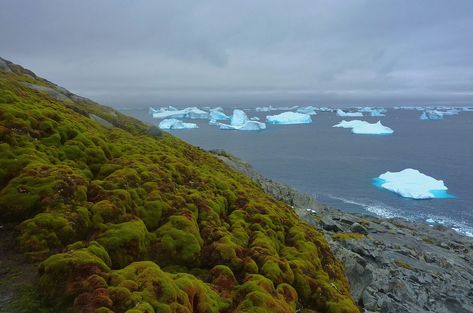 Climate change is slowly making parts of Antarctica turn green. New species of plants and insects are taking hold, threatening to transform the continent’s delicate ecosystem. Growing Moss, Satellite Image, Nikola Tesla, Exeter, The Washington Post, Small World, Plant Life, Go Green, Ecology