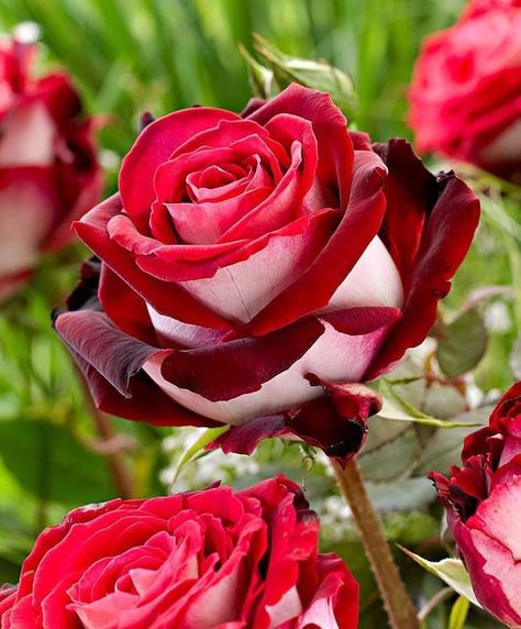 The Red and White Osiria Rose Has Taken the Internet by Storm Hybrid Tea Rose, Rare Roses, White Rose Flower, Rose Seeds, Red And White Roses, Growing Roses, Hybrid Tea Roses, Planting Roses, Rose Photos