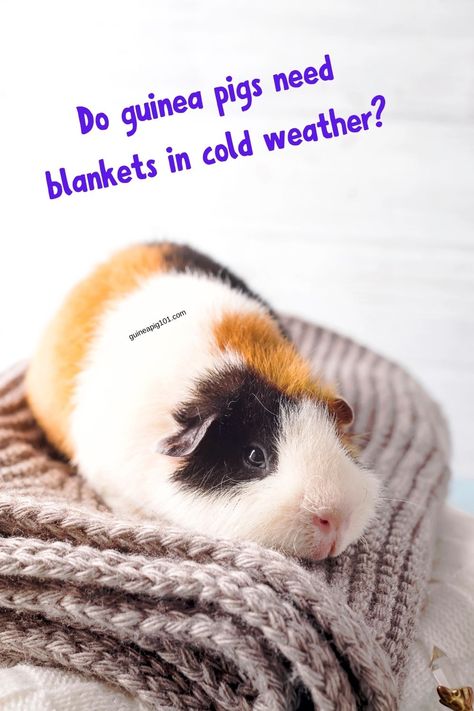 Guine Pig, Pig Habitat, Guinea Pigs Funny, Pig Care, Pig Stuff, Change Of Seasons, Love Soft, Guinea Pig Care, Cute Guinea Pigs