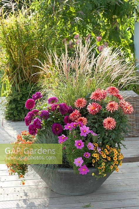 Dahlia Pot Ideas, Dahlia Container Ideas, Dahlia Planter Ideas, Dahlia In Pots, Dahlias In Pots, Dalia Flower, Festuca Glauca, Summer Containers, Island Bed