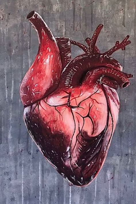 EXTERNAL STRUCTURE OF HEART Human Heart Art, Heart Organ, Anatomical Heart Art, Prosthetic Makeup, Heart Anatomy, Human Anatomy Art, Blood Art, Nursery Paintings, Heart Drawing